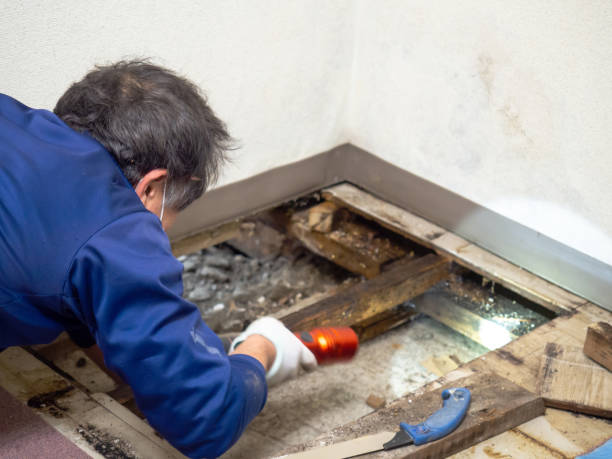  Landis, NC Mold Removal Pros