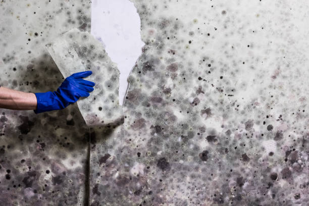 Best Affordable Mold Removal  in Landis, NC