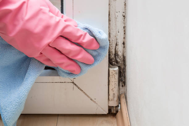 Best Professional Mold Removal  in Landis, NC
