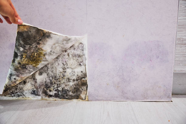 Home Mold Removal in Landis, NC